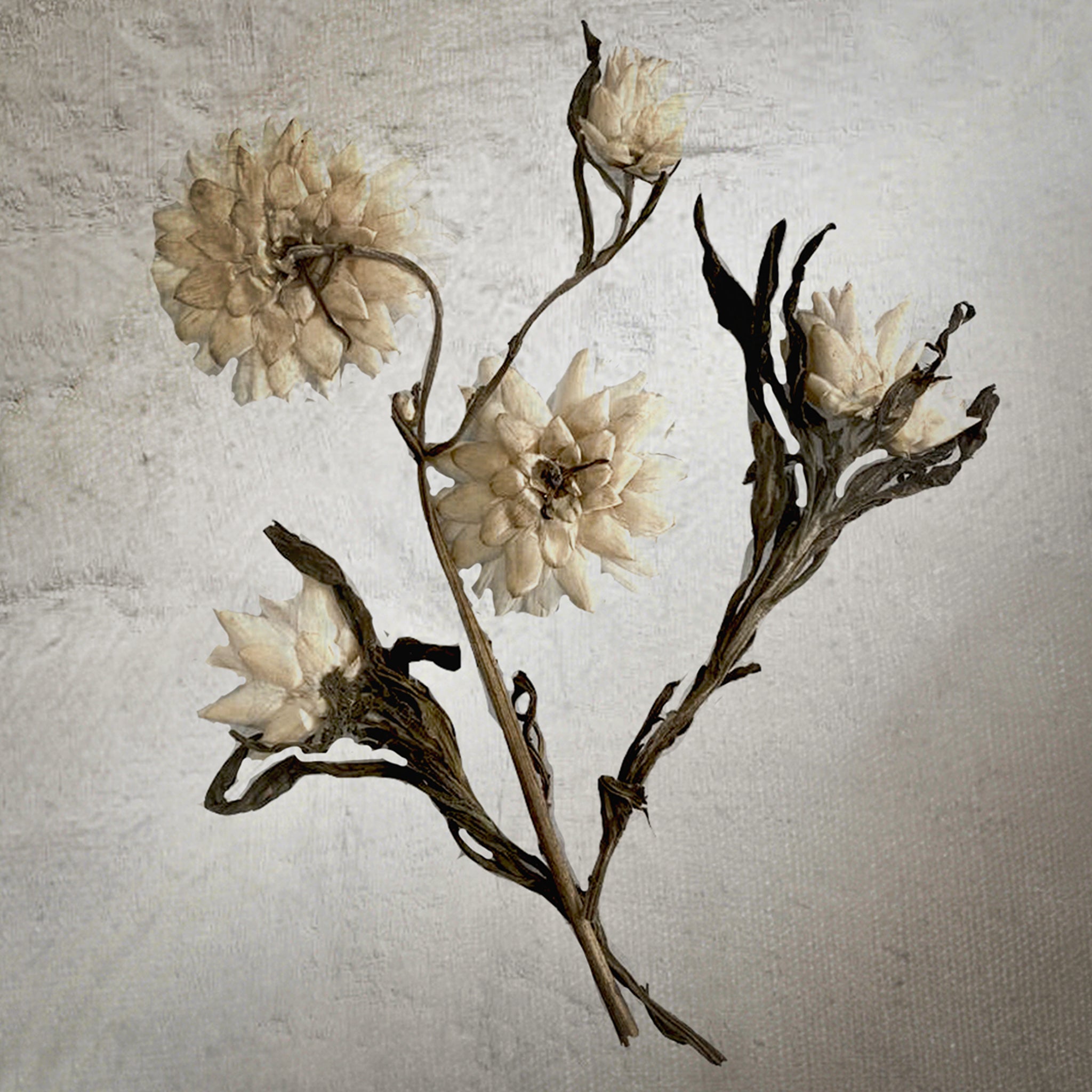 Black Antique Pressed Flower Frame: Dried Achillea Ptarmica - Large