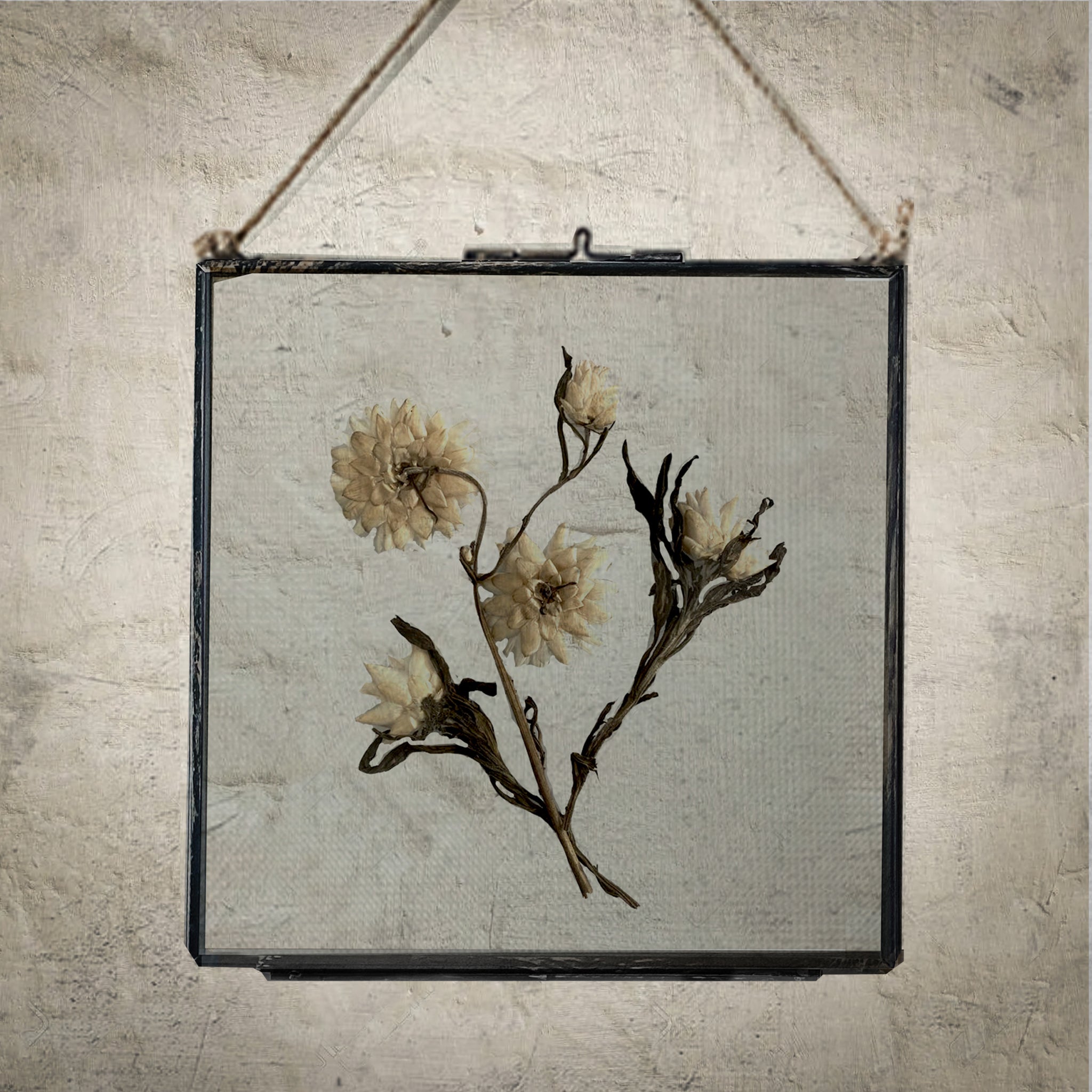 Black Antique Pressed Flower Frame: Dried Achillea Ptarmica - Large