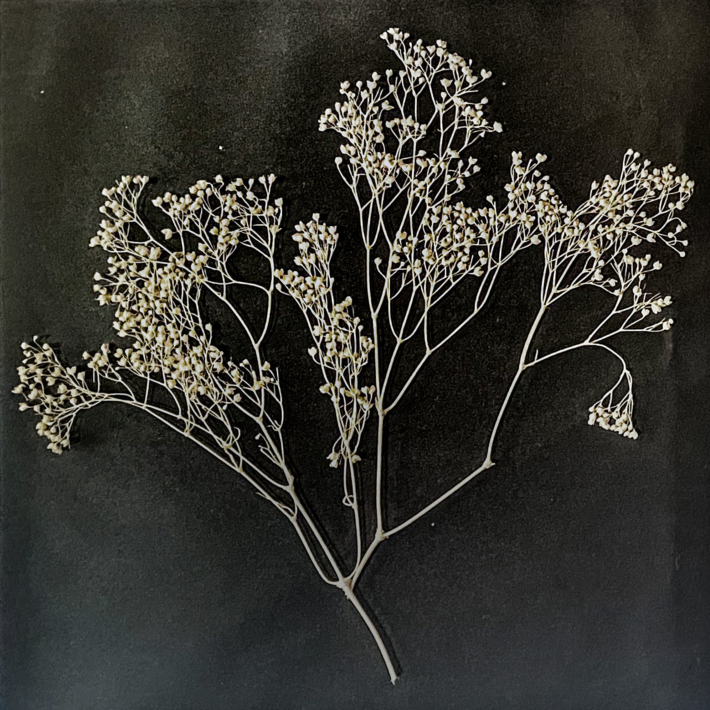 Black Antique Pressed Flower Frame: Dried Gypsophila - Large