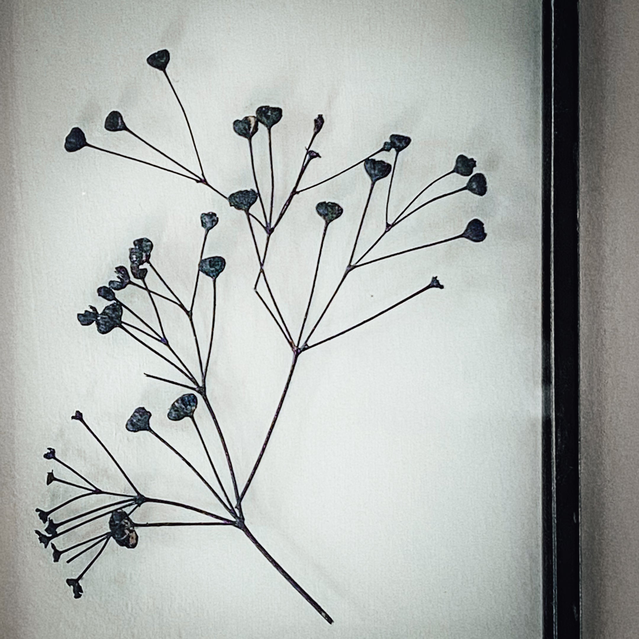 Black Antique Pressed Flower Frame: Dried Massasa - Large