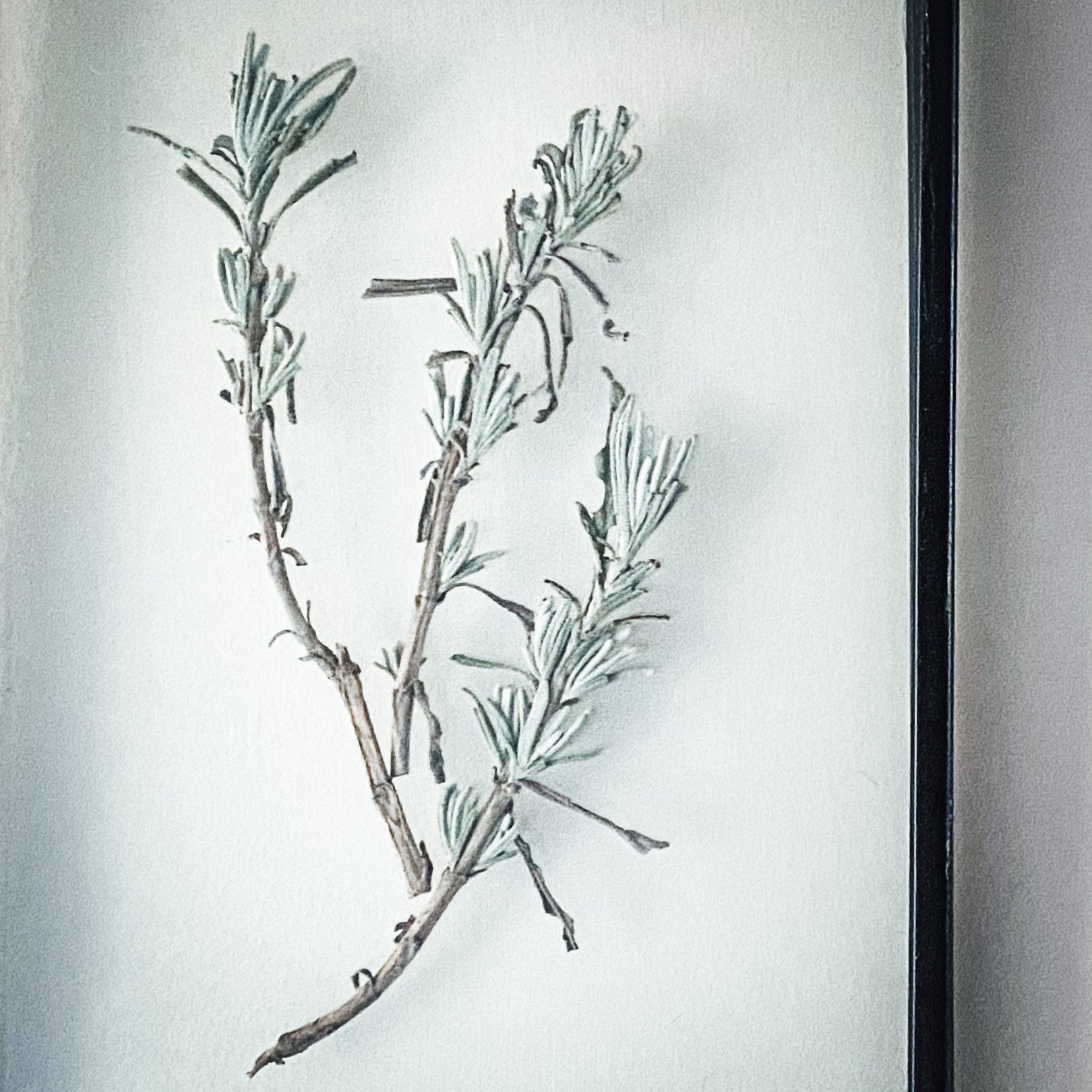 Black Antique Pressed Flower Frame: Dried Lavender Leaves - Small