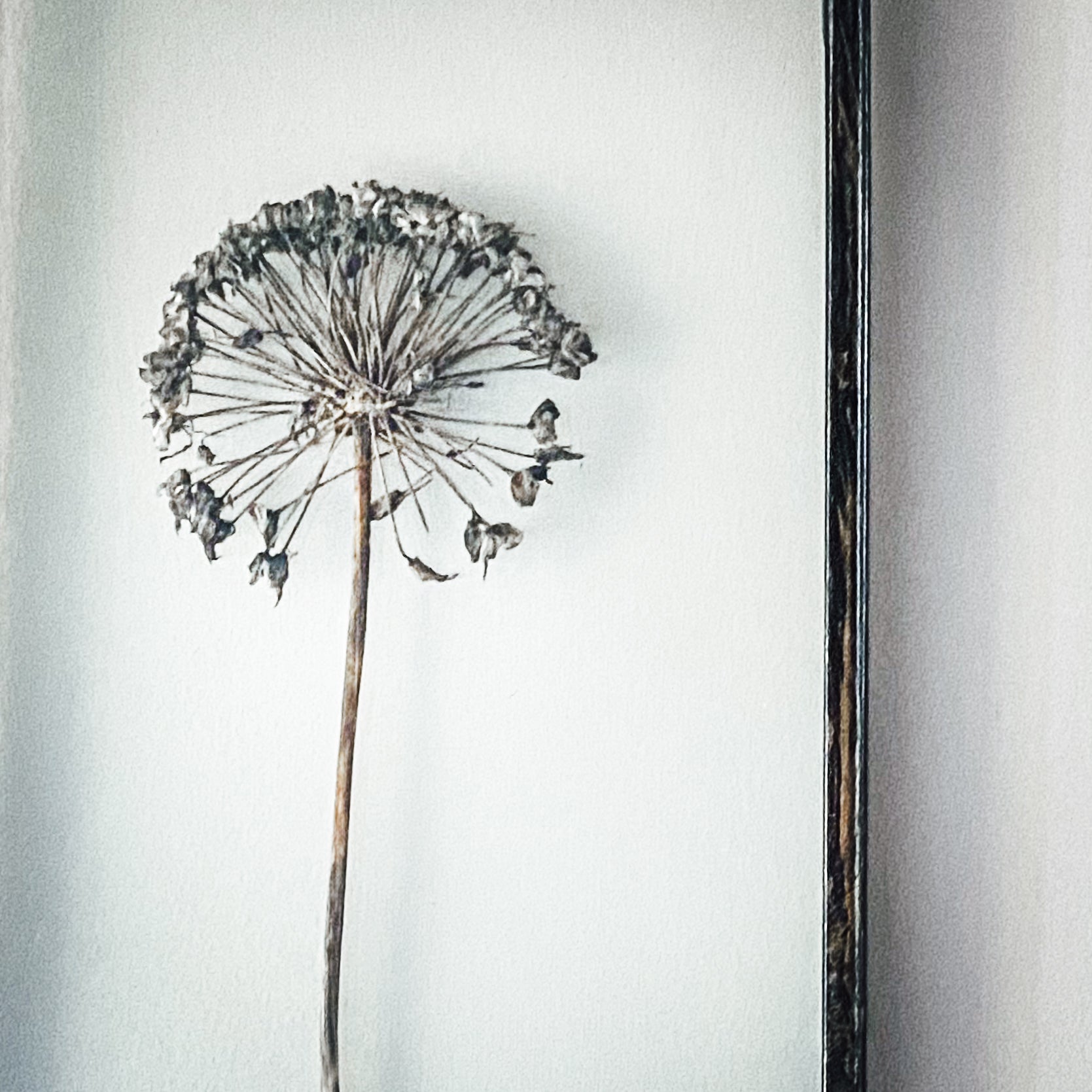Black Antique Pressed Flower Frame: Dried Allium - Small