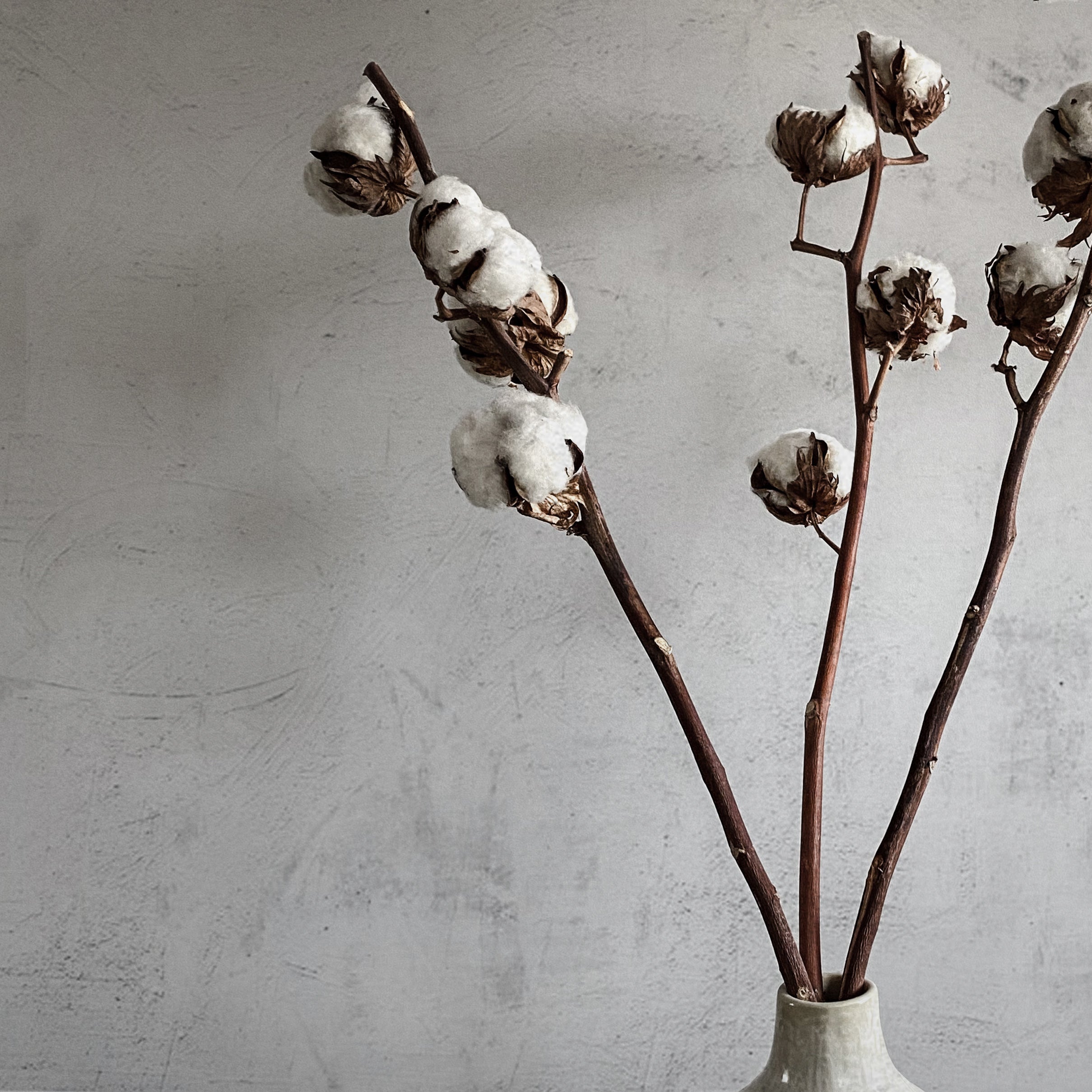 Dried Cotton Stems